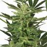 семена конопли интернет магазин Auto Taiga #2 feminised Dutch Passion Seeds семена конопли интернет магазин Auto Taiga #2 feminised Dutch Passion Seeds