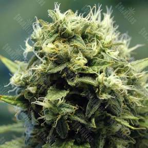 New York Power Diesel feminised Nirvana Seeds