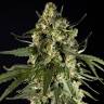 семена конопли Россия Auto Lemon CBD feminised Philosopher Seeds