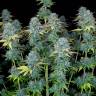 семена конопли курьером Serious Happiness feminised Serious Seeds