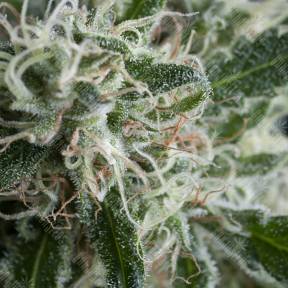 Auto Jack Herer feminised Trikoma Seeds