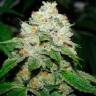 Hell's Angel OG feminised Ganja Seeds Hell's Angel OG feminised Ganja Seeds