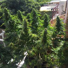 Blueberry feminised Ganja Seeds