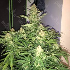 Auto Amnesia Haze feminised Ganja Seeds