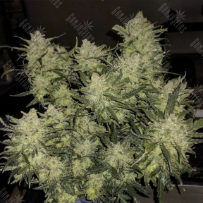 Auto Chemdawg feminised Ganja Seeds