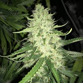 Moby Dick #2 feminised Dinafem Seeds