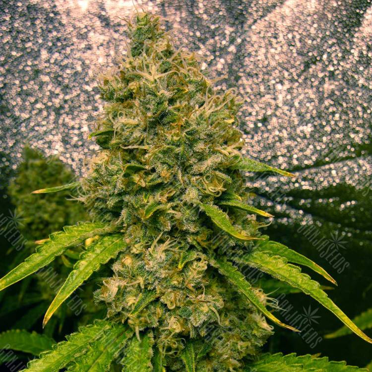 семена конопли в фирменной упаковке Auto Jasybay feminised Bang Seeds семена конопли в фирменной упаковке Auto Jasybay feminised Bang Seeds