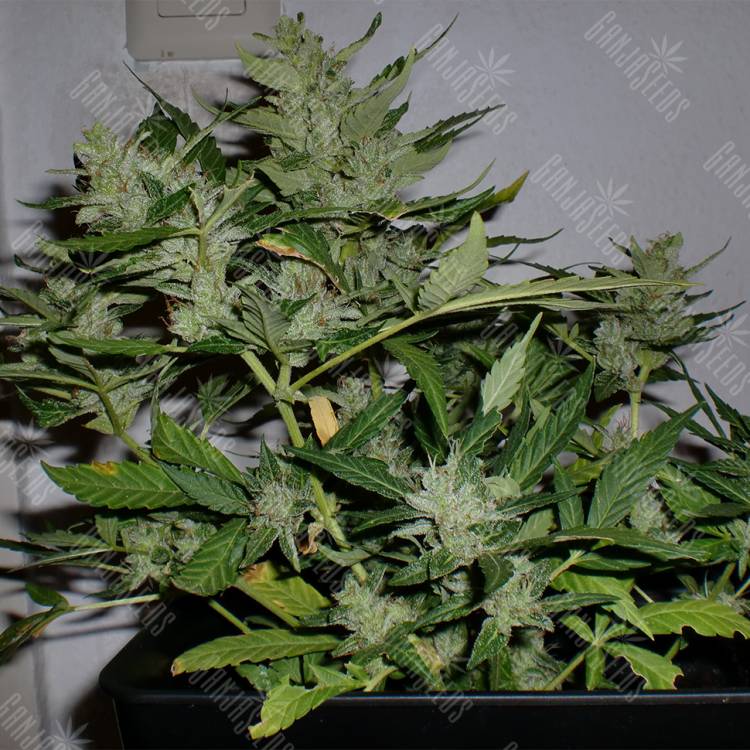 автоцветущие семена конопли Auto White Haze regular автоцветущие семена конопли Auto White Haze regular
