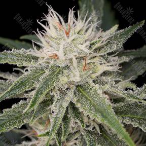 Original Amnesia feminised Dinafem Seeds