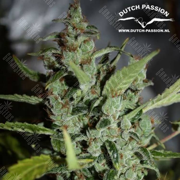 семена конопли феминизированные Auto Tundra #2 feminised Dutch Passion Seeds