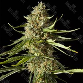 Amnesika 2.0 feminised Philosopher Seeds