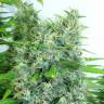 семена конопли Kali Mist feminised Serious Seeds