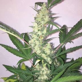 Auto New York Diesel feminised GanjaLiveSeeds