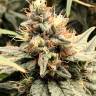 Семена конопли Mandarine feminised Ganja Seeds