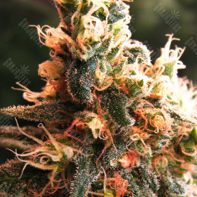 Jock Horror feminised Ganja Seeds