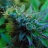 купить семена конопли Jock Horror feminised