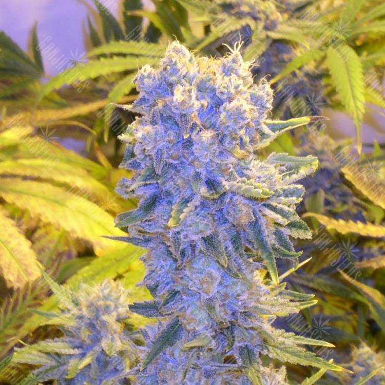 семена конопли дешево Northern Lights x Chronic feminised семена конопли дешево Northern Lights x Chronic feminised