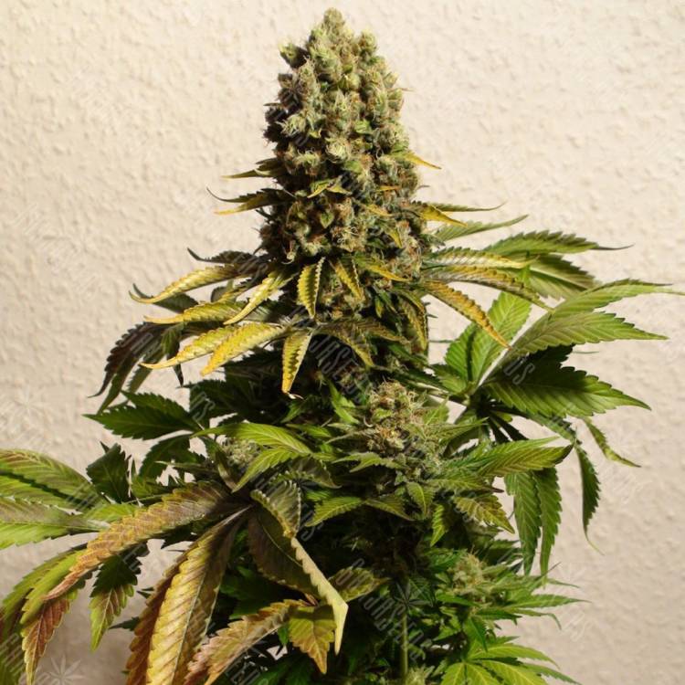 заказ семян конопли Спб Ganesh regular Mandala Seeds заказ семян конопли Спб Ganesh regular Mandala Seeds