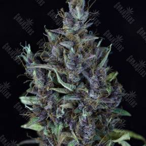 Auto Cream Caramel feminised Ganja Seeds