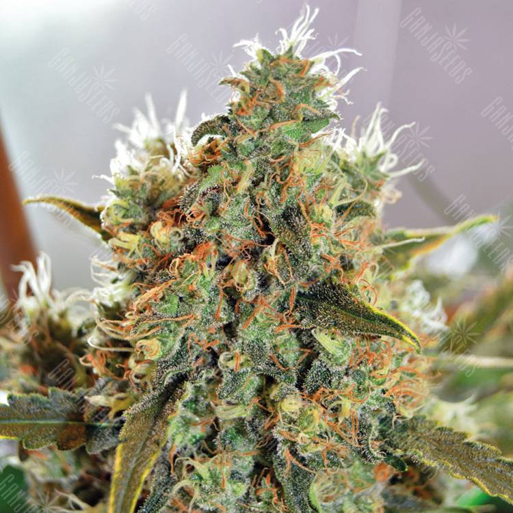 семена конопли Спб CBD Critical Mass feminised