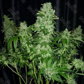 OG Kush feminised Dinafem Seeds