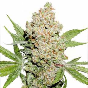 Auto Lemon Zkittle feminised Dutch Passion Seeds
