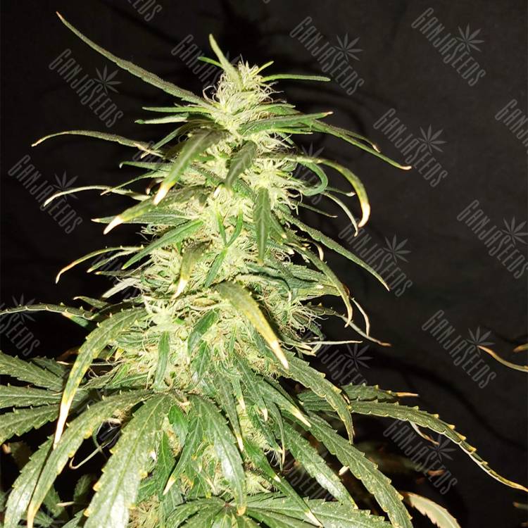 семена конопли почтой Black Bomb feminised Philosopher Seeds