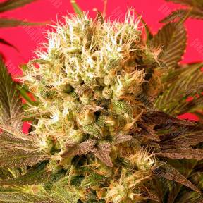 Motavation feminised Serious Seeds