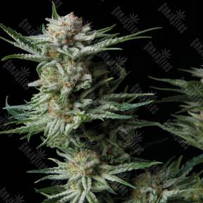 Auto Patagonia feminised Trikoma Seeds