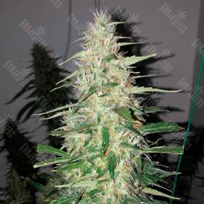 Auto Power Plant feminised Ganja Seeds