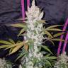семена конопли Russian Snow feminised