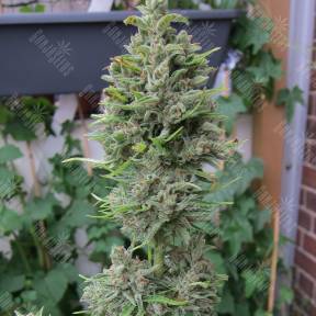 Northern Lights x Skunk feminised Ganja Seeds