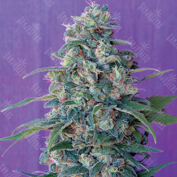 семена конопли для посадки купить Hashberry regular Mandala Seeds семена конопли для посадки купить Hashberry regular Mandala Seeds