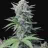 Auto Super Lemon Haze feminised Ganja Seeds Auto Super Lemon Haze feminised Ganja Seeds
