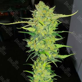 Auto Super Lemon Haze feminised Ganja Seeds