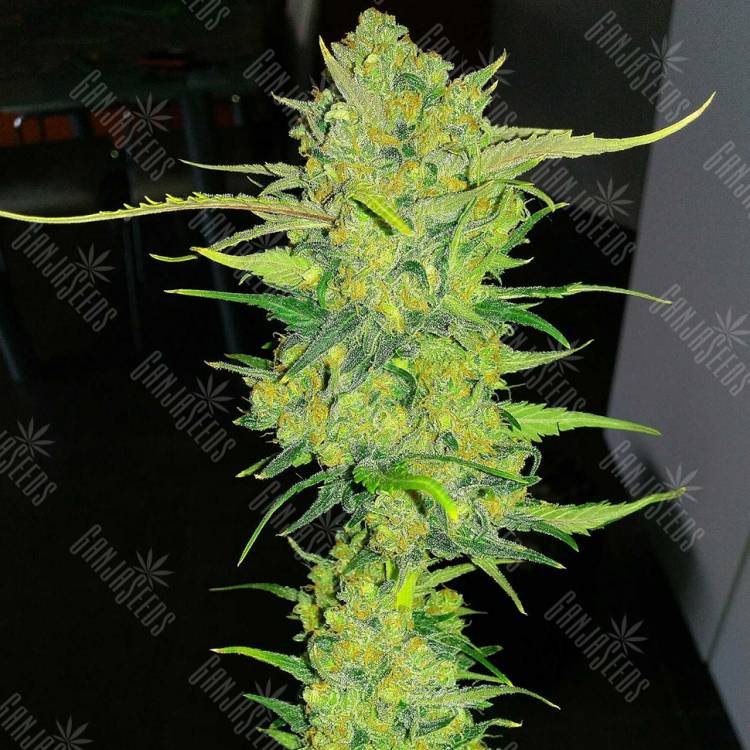 заказать на сайте семена конопли Auto Super Lemon Haze feminised заказать на сайте семена конопли Auto Super Lemon Haze feminised