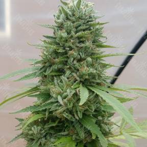 Himalaya Gold CBD feminised Ganja Seeds