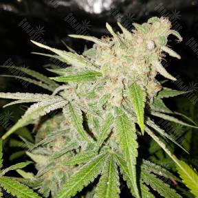 Power Kush feminised Dinafem Seeds