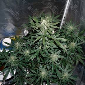 Auto Whiteberry regular Ganja Seeds