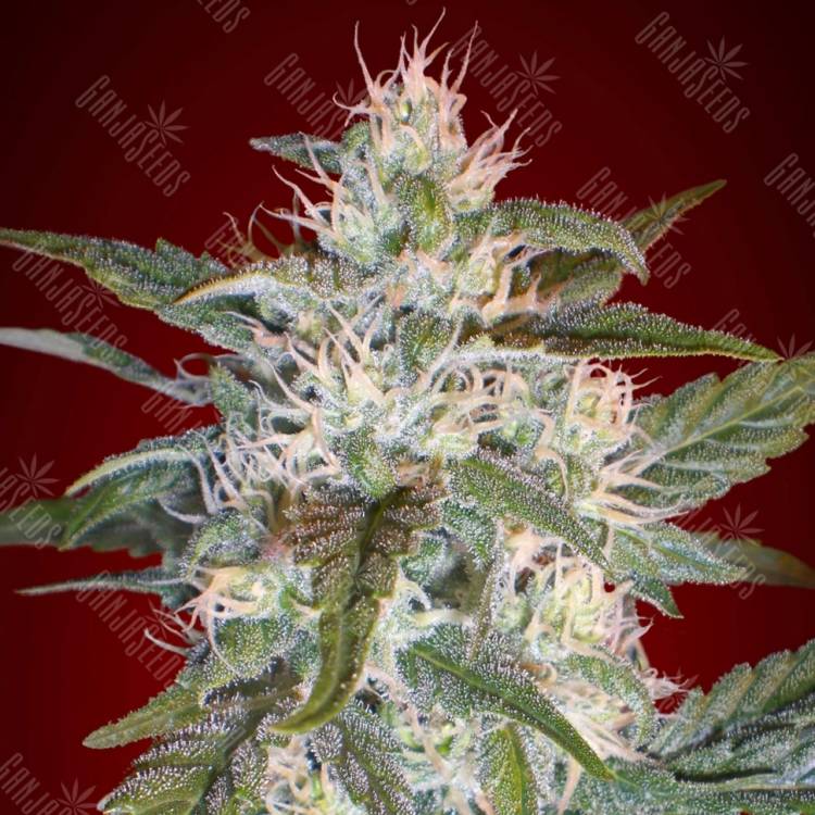 семена конопли для курения Kaya 47 feminised Advanced Seeds семена конопли для курения Kaya 47 feminised Advanced Seeds