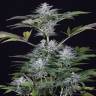 конопля семена сорта заказать Ocean Grown Cookies feminised Dinafem Seeds конопля семена сорта заказать Ocean Grown Cookies feminised Dinafem Seeds