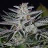 семена конопли курьером Ocean Grown Cookies feminised Dinafem Seeds семена конопли курьером Ocean Grown Cookies feminised Dinafem Seeds