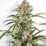 где можно заказать семена конопли Autoflower Fruity Mix feminised Dutch Passion Seeds где можно заказать семена конопли Autoflower Fruity Mix feminised Dutch Passion Seeds