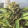 хорошие семена конопли Autoflower Fruity Mix feminised Dutch Passion Seeds хорошие семена конопли Autoflower Fruity Mix feminised Dutch Passion Seeds