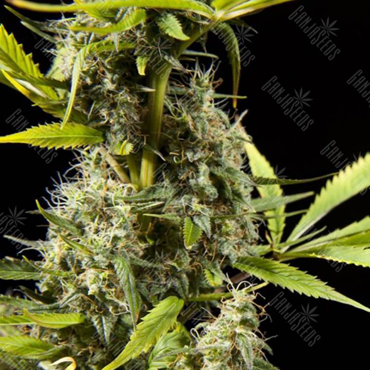 конопля семена сорта заказать Early Maroc feminised Philosopher Seeds