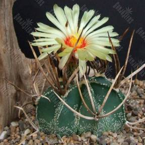 Astrophytum crassispinum MZ 571