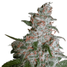 конопля семена сорта заказать Northern Lights feminised конопля семена сорта заказать Northern Lights feminised