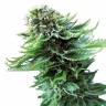семена культурной конопли купить Northern Lights feminised семена культурной конопли купить Northern Lights feminised