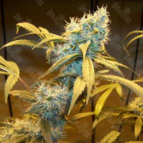 Northern Lights feminised Ganja Seeds