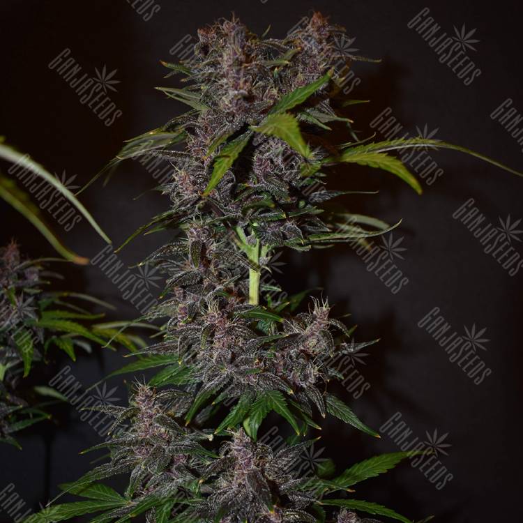 семена конопли недорого Auto Blackberry Kush feminised семена конопли недорого Auto Blackberry Kush feminised